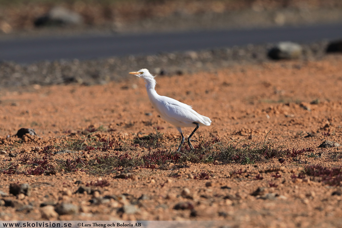 Gråhäger, Ardea cinerea